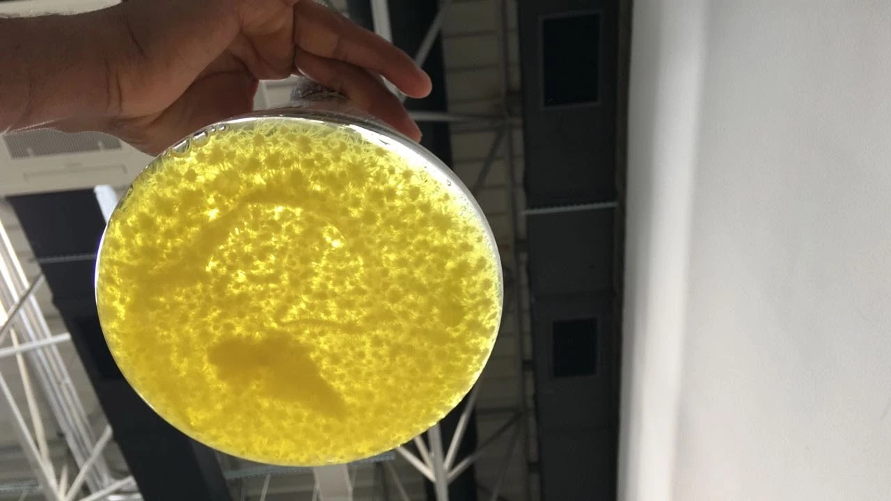 Episome laboratory photograph of a microbial culture in a petri dish